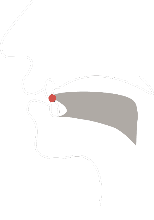 Vocal tract diagram for the ð sound